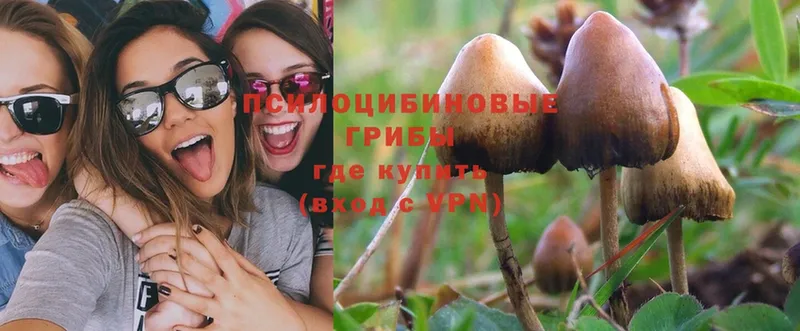 Псилоцибиновые грибы Psilocybine cubensis  Исилькуль 